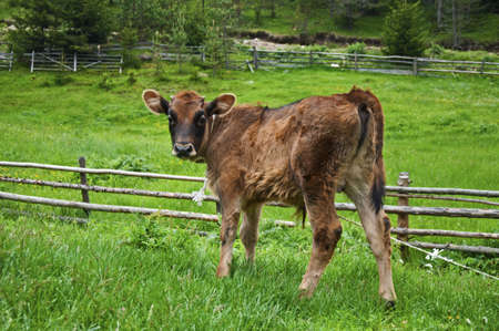 Broun young calf in green mountain meadowの写真素材