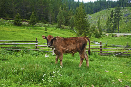Broun young calf in green mountain meadowの写真素材