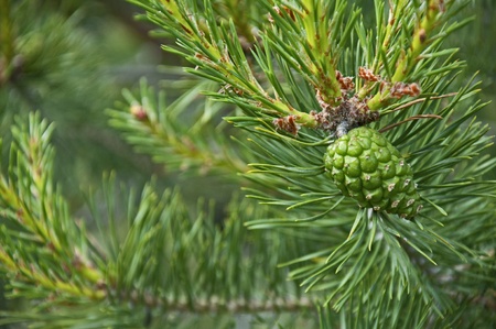 Pine cones for uses as backgroundの写真素材