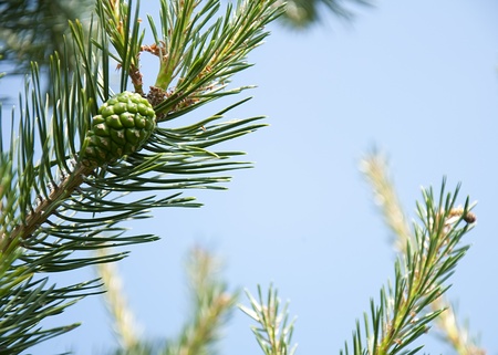 Pine cones for uses as backgroundの写真素材