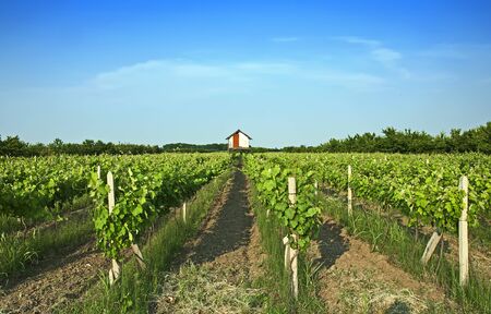 Vineyards rows by a sunny dayの写真素材