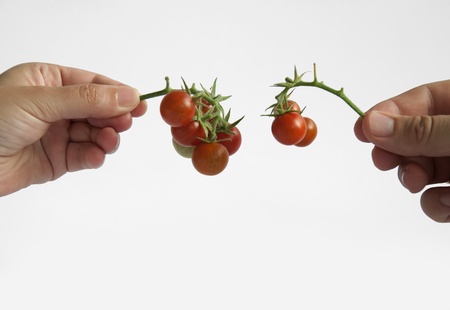 Two hands holding tomatos cherry with stemの写真素材