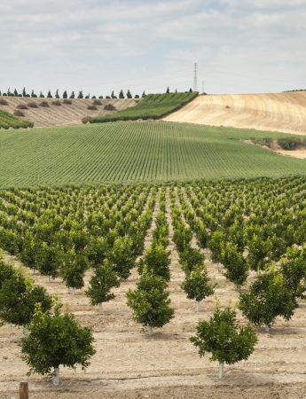 Young orange trees planted in rowsの写真素材