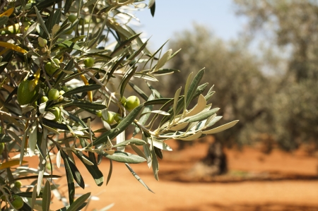 Olive plantation and olives on branch. Foregroundの写真素材