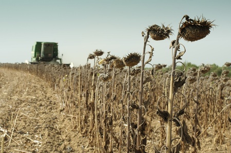 Harvester reaps sunflowers.の写真素材