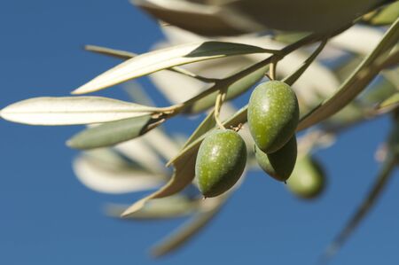 Olives on a branch. Close up green olives on a tree.の写真素材