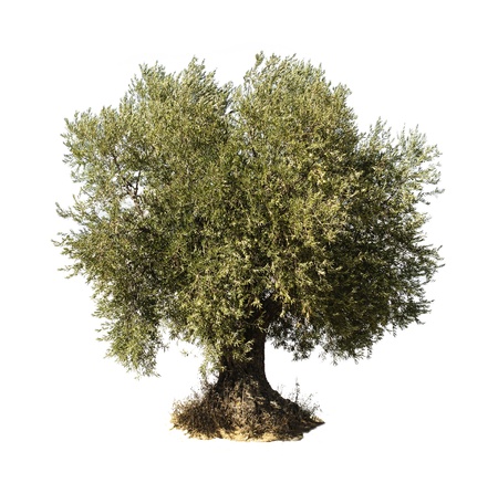 Olive tree white isolated.