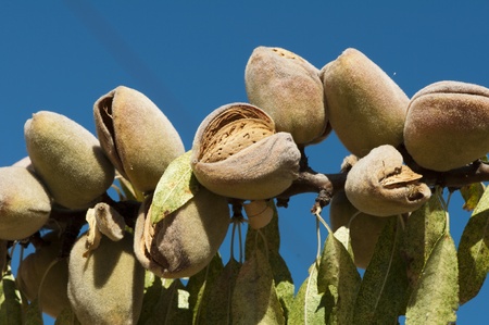 Nearly ripe almonds on branchの写真素材