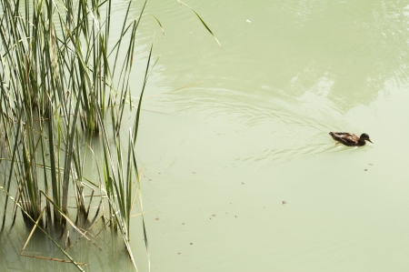 Cane in River and wild ducks.の写真素材