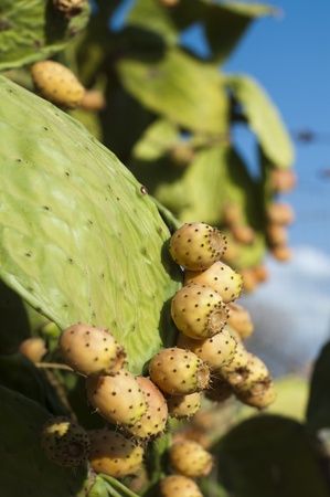 Cactus fruit. Ripe cactus fruits