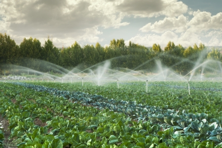 Irrigation systems in a green vegetable gardenの素材 [FY31015641301]