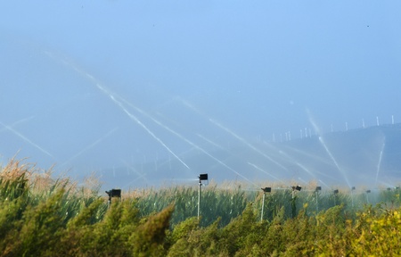 Watering the corn plantation. Irrigation close upの写真素材