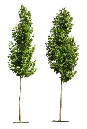 Green trees isolated on white. Decorative green treeの写真素材