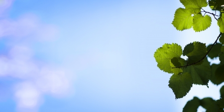 Natural background with autumn leaves.Blue sky copy spaceの写真素材