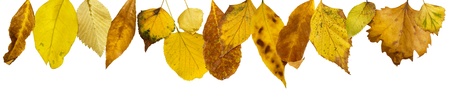 Border of autumn leaves.White isolated copy space. 