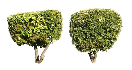Green trees isolated on white  Decorative green tree
