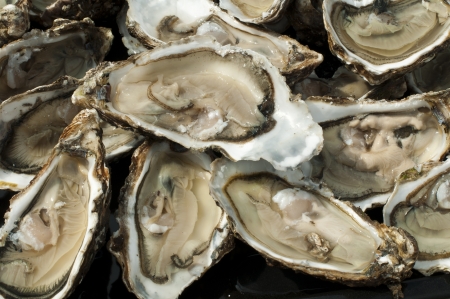 Oysters on a silver tray close up.の写真素材