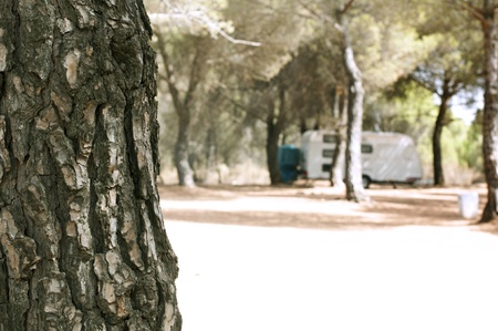 Tree in the forest and caravan on the backgroundの写真素材