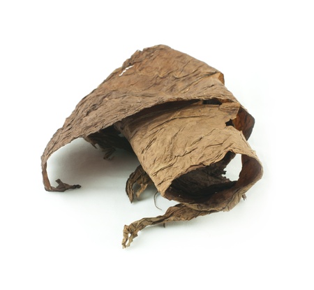 Dried tobacco leaves white isolated. Cuban aged tobaccoの写真素材