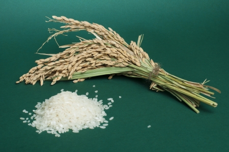 Rice baldo on green background.Rice branchの写真素材