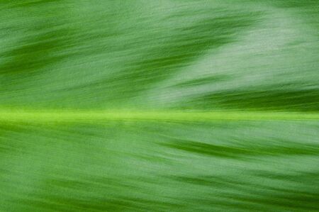 Natural background of green leaf. Close up leaf surfaceの写真素材
