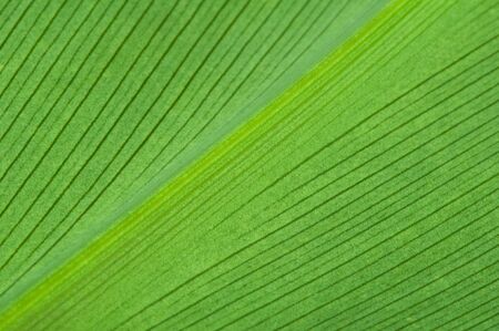 Natural background of green leaf. Close up leaf surfaceの写真素材