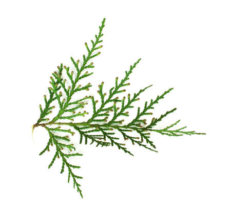 Evergreen branch white isolated. Studio shotの写真素材