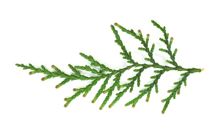 Evergreen branch white isolated. Studio shotの写真素材