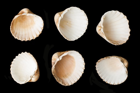 Set of sea  shells black isolated. Studio shotの写真素材
