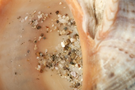 Part of rapana very close up for background. Sea rapana textureの写真素材