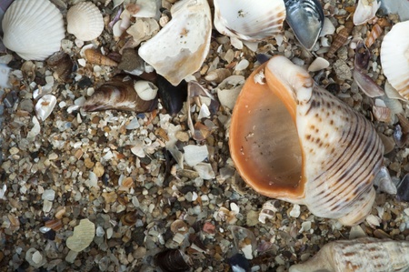 Scattered seashells and rapanas for background. Studio shot