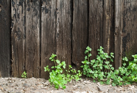 Old cracked paint on old boards. Wooden wallの写真素材