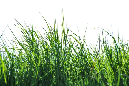 White isolated grass  Close upの写真素材