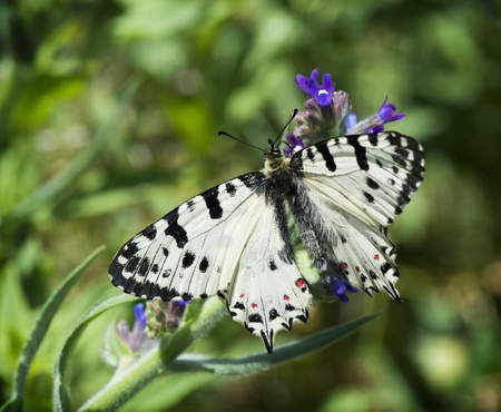 White butterfly with patterns perched on flowerの写真素材