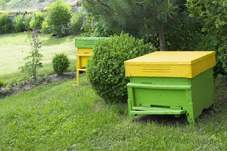 Yellow beehives located on the green lawnの写真素材