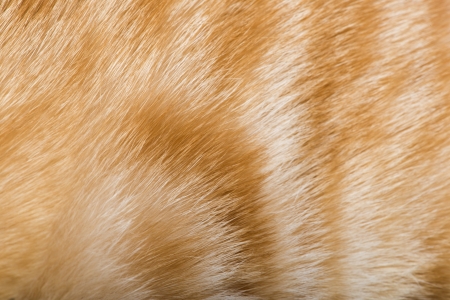 Orange skin of cat  Tiger patternの写真素材