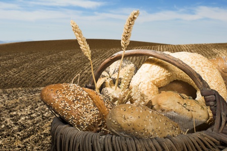Bread and wheat cereal crops. Plowed land