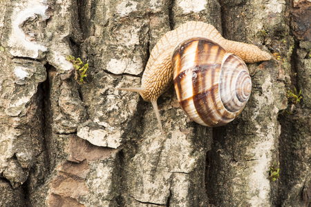 Snail on tree bark. Studio shotの写真素材