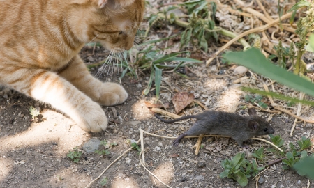 Cat and mouse in garden. Cat catching mouseの写真素材