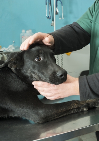 Black Dog in a veterinary officeの写真素材