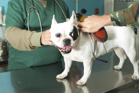 White Dog in a veterinary officeの写真素材