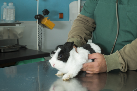 Rabbit in a veterinary office. Black and white rabbitの写真素材