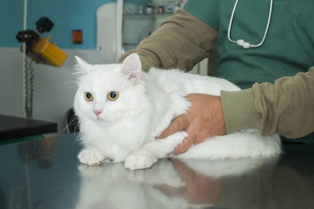 White Cat in a veterinaryの写真素材