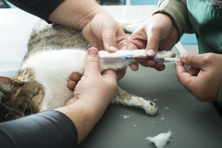 Veterinary Blood test. Cat in vetrinaryの写真素材