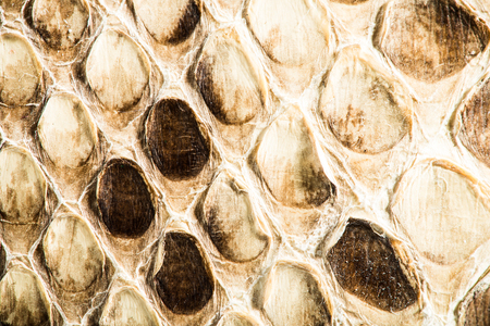 Texture of genuine snakeskin. Close up real leather texture