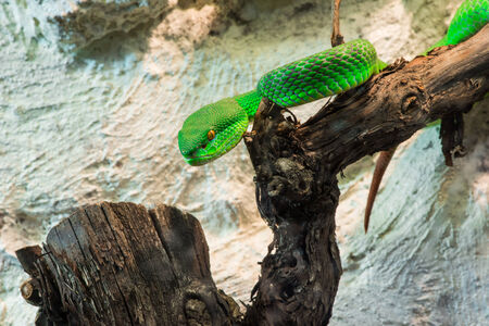 Green Snake creeps on tree. Close upの写真素材