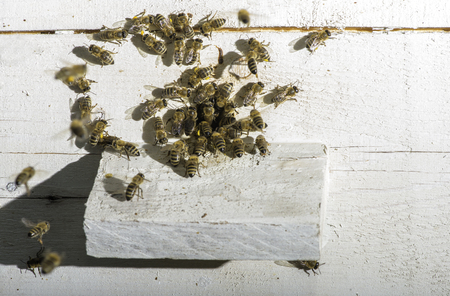 Bees entering the hive. White beehive