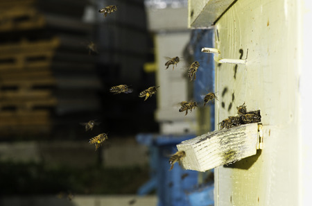 Bees entering the hive. White beehive