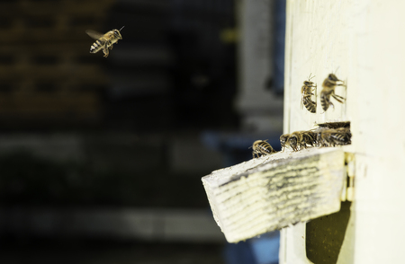 Bees entering the hive. White beehiveの写真素材