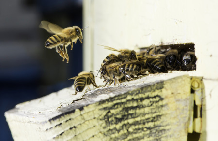 Bees entering the hive. White beehiveの写真素材